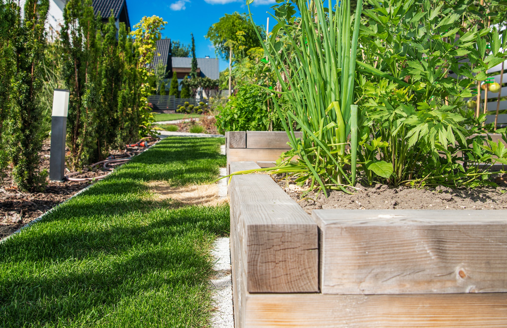 Growing Vegetables in Backyard Garden