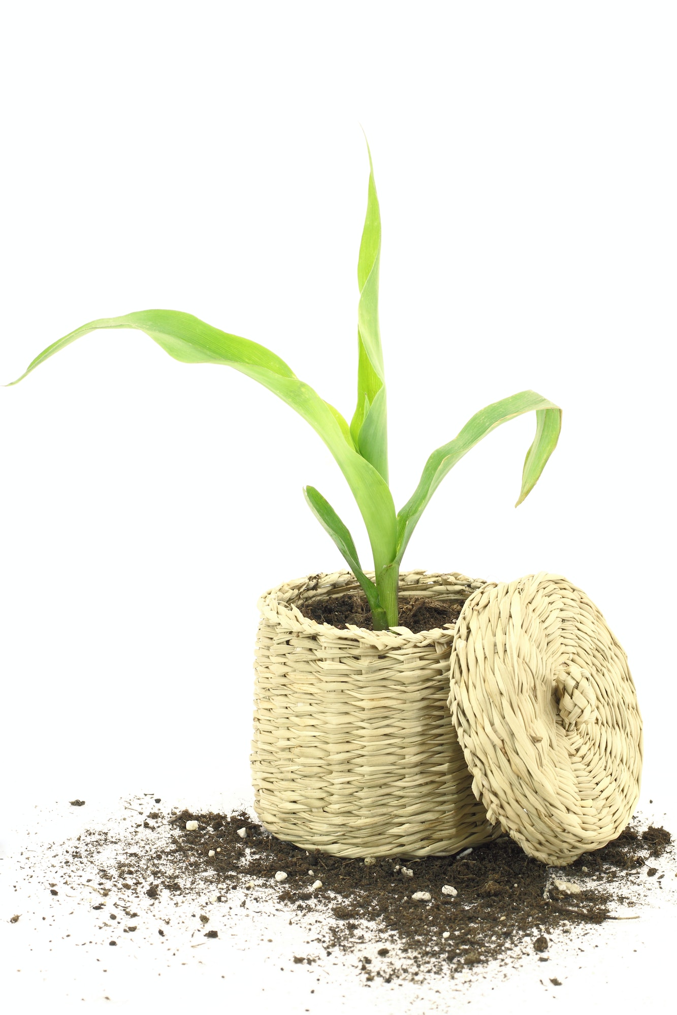 New life. Corn plant growing in a basket